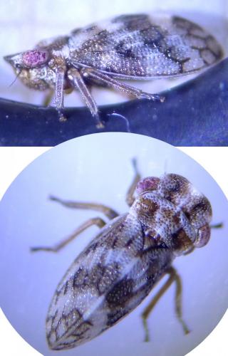 Réf. 234 604 : Ulopa reticulata